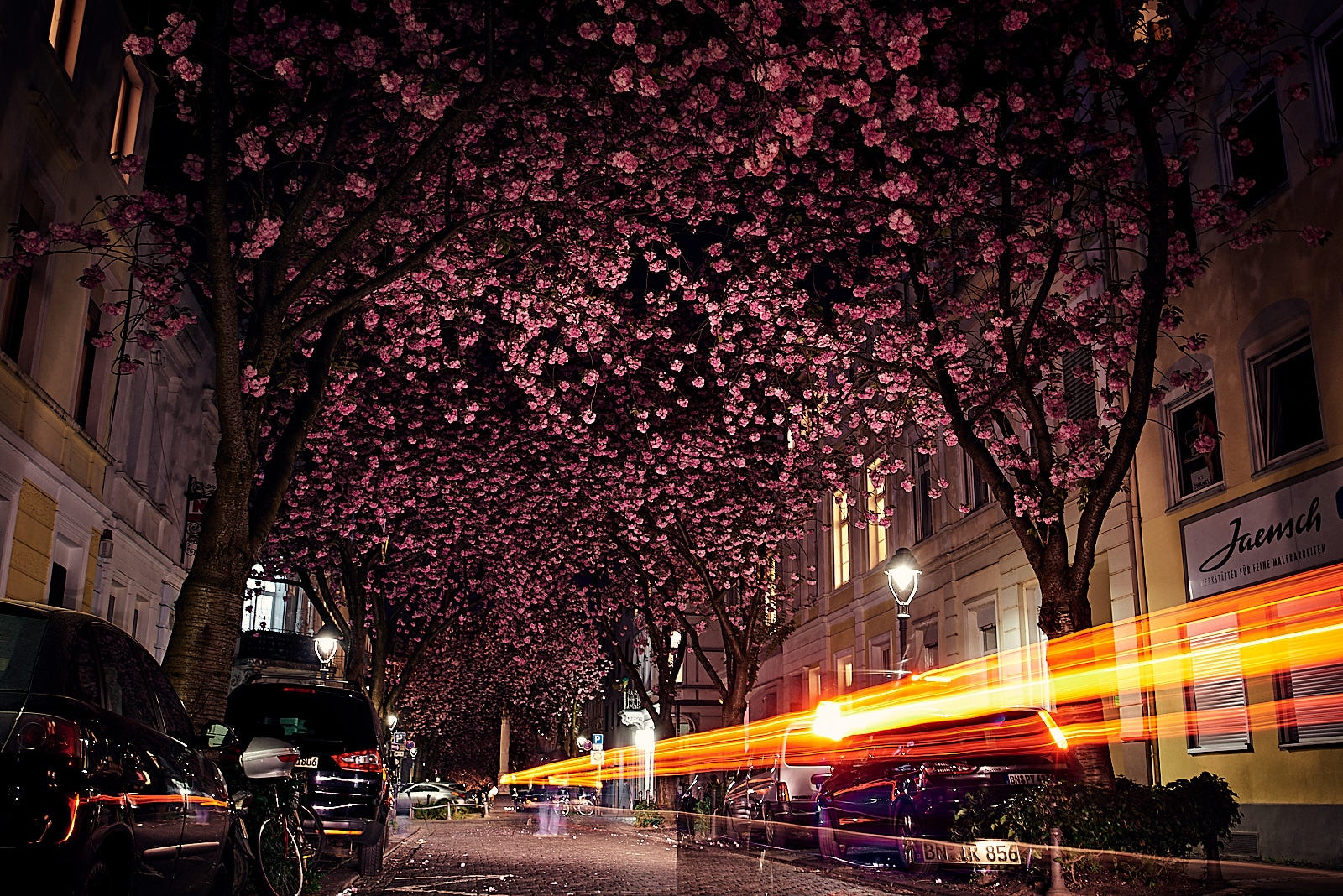 Lichtspur unter Kirschblüten in Bonn.