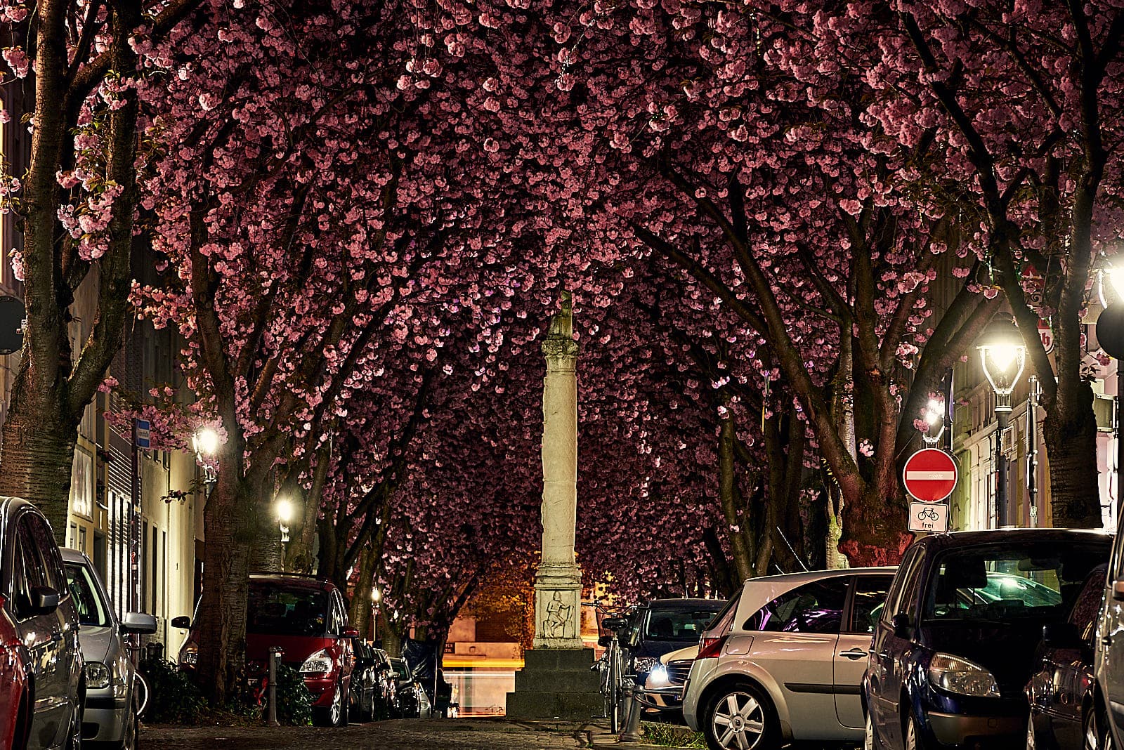 Die Heerstraße mit Kirschblüten.
