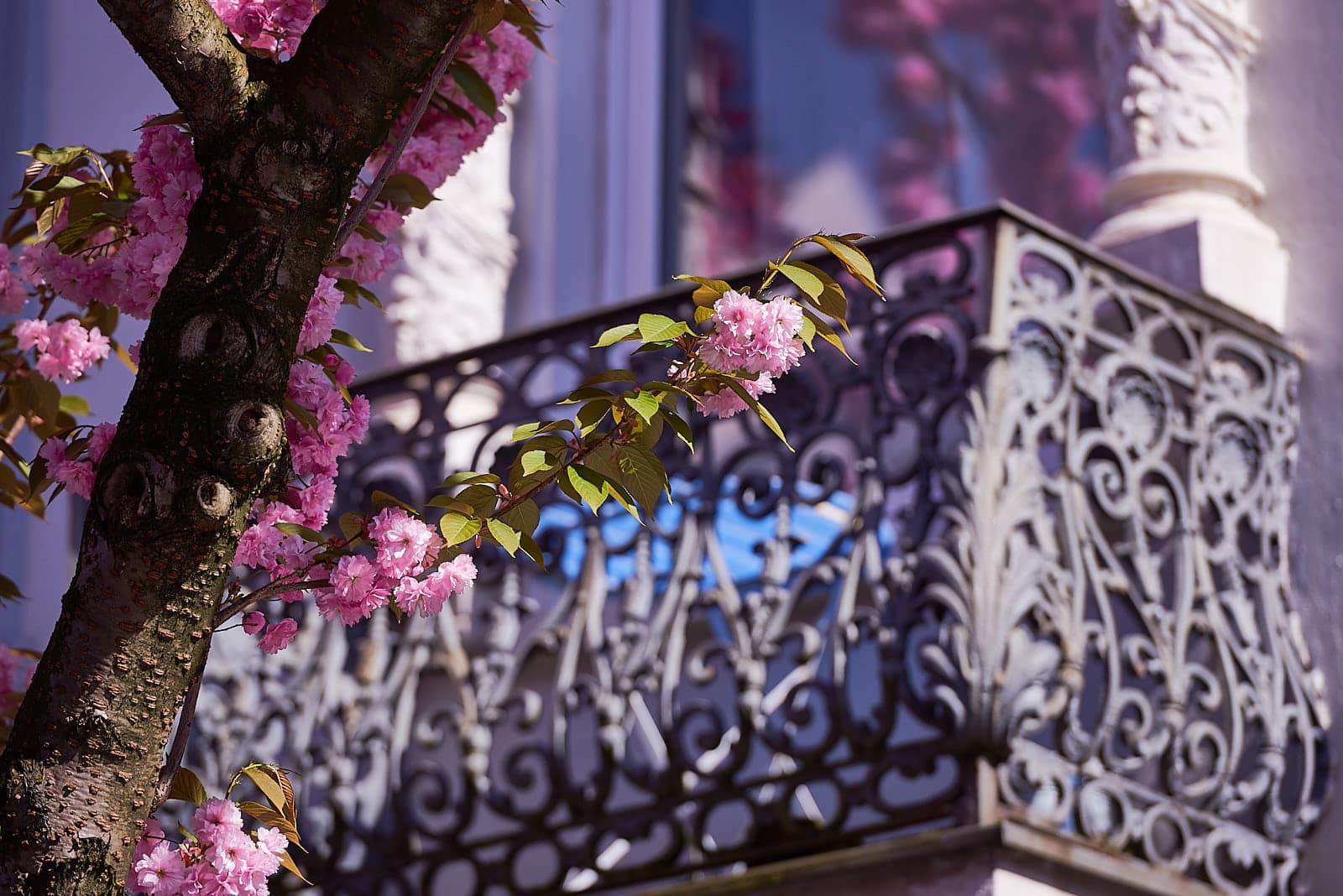Ein Balkon eingerahmt von Kirschblüten.